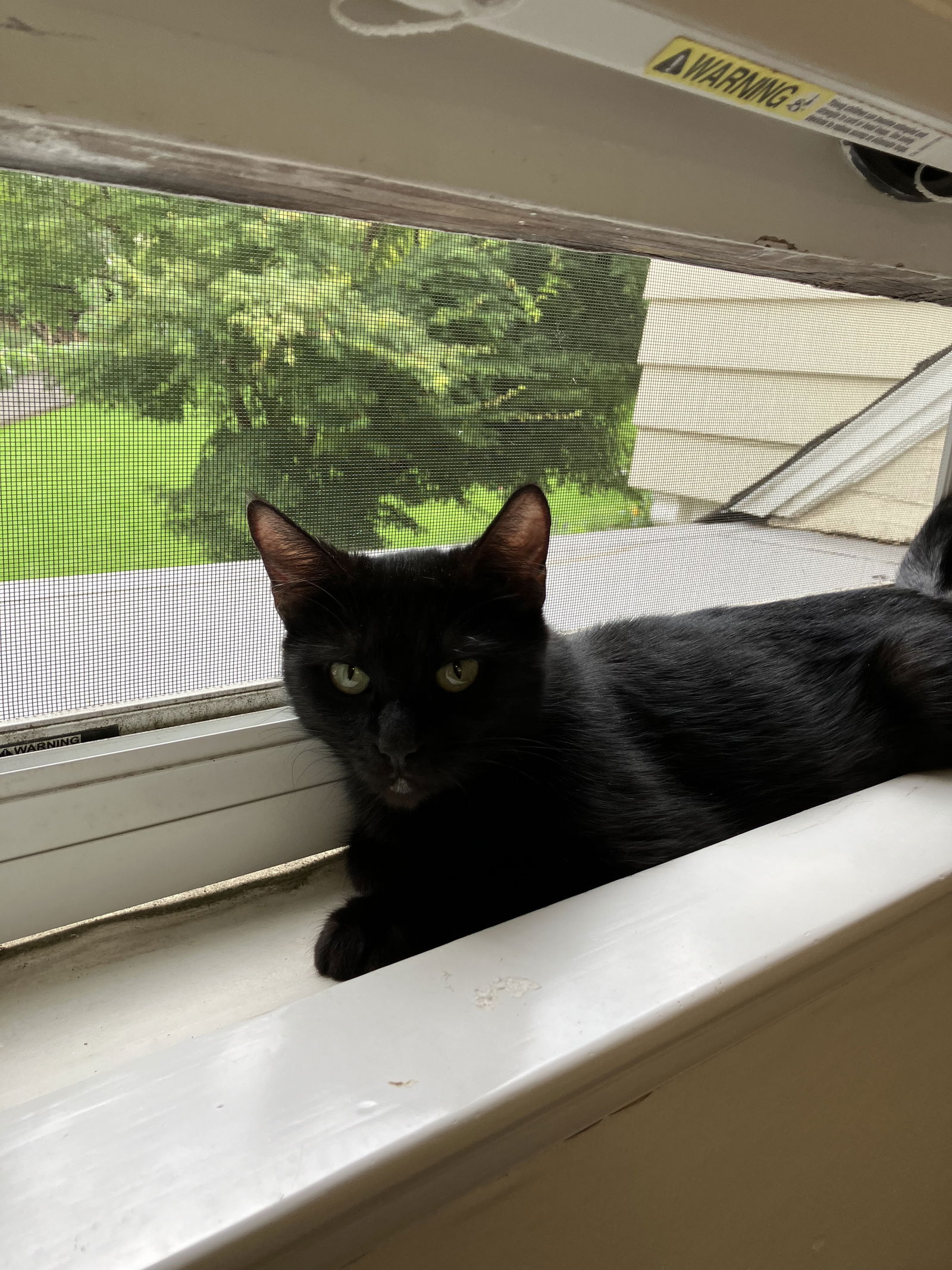 adoptable Cat in Hillsboro, OR named LILY (2)- Offered by Owner - Young Black Beauty