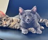 adoptable Cat in , OR named LITTLE RICKY & KEVIN - Offered by Owner