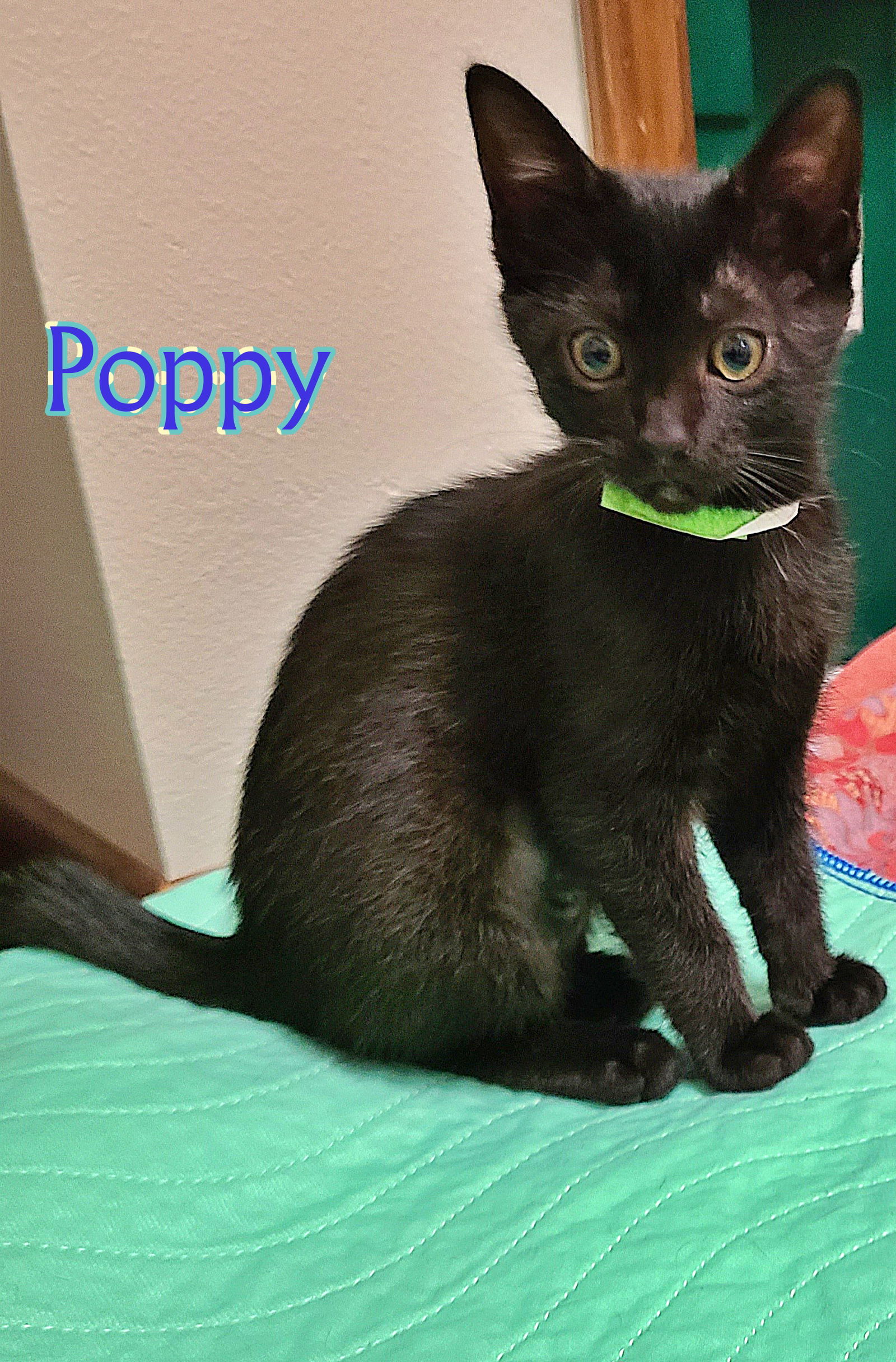 adoptable Cat in Hillsboro, OR named POPPY - Flower Family Girl