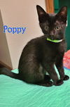 adoptable Cat in , OR named POPPY - Flower Family Girl