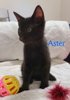 adoptable Cat in Hillsboro, OR named ASTER - Flower Family male