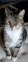 FRANKIE - Offered by Owner - One Eye'd Wondercat