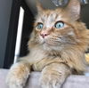 adoptable Cat in  named OWEN - Offered by Owner - Senior Longhair