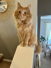 OWEN - Offered by Owner - Senior Longhair