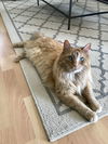 OWEN - Offered by Owner - Senior Longhair