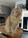 OWEN - Offered by Owner - Senior Longhair