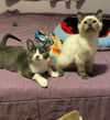 adoptable Cat in  named Buddies ~ Wink and Princess Rubie