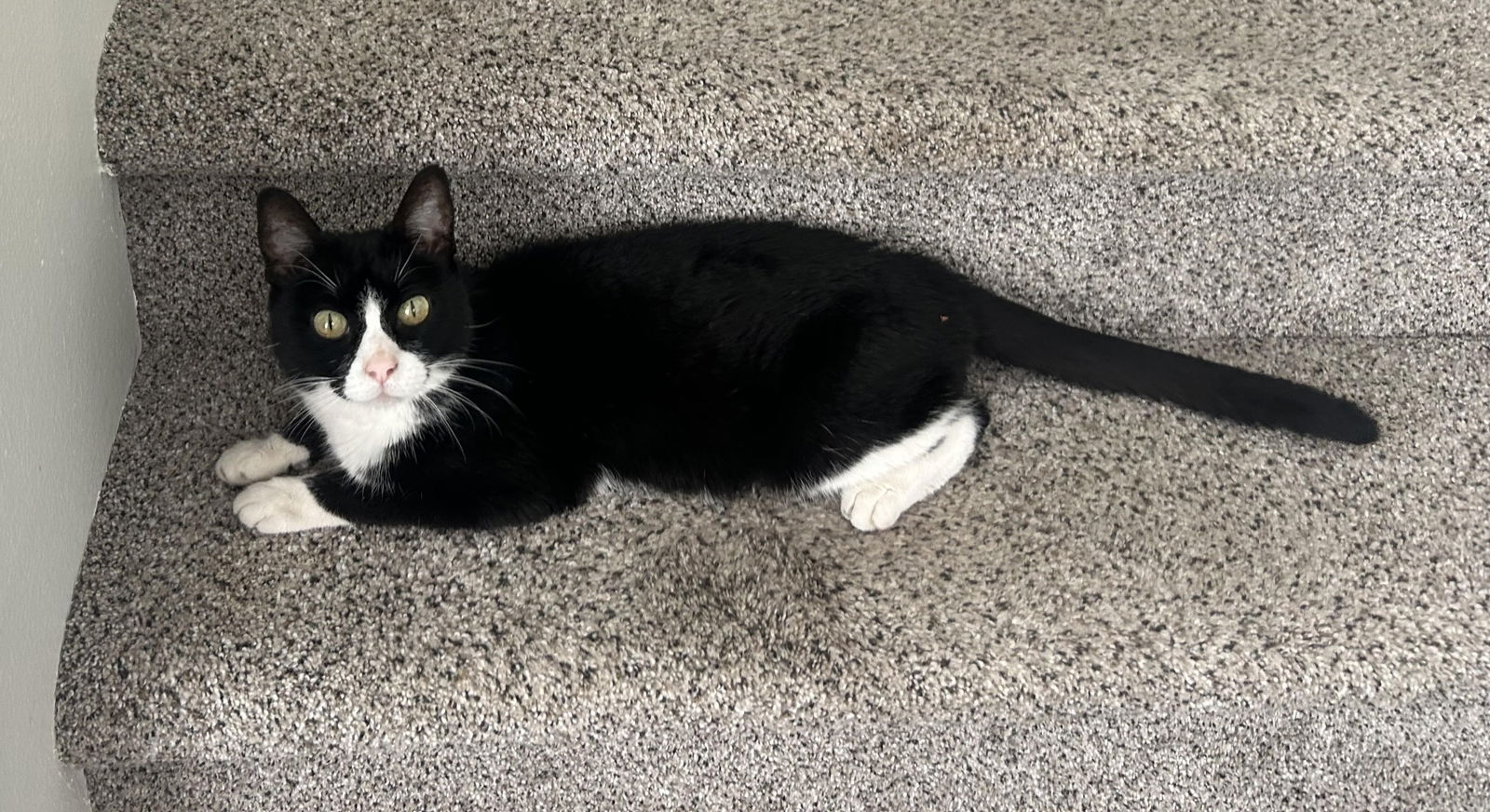 adoptable Cat in Hillsboro, OR named COCO - Offered by Owner - Female Tux