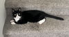 adoptable Cat in  named COCO - Offered by Owner - Female Tux