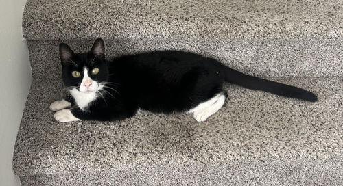 COCO - Offered by Owner - Female Tux