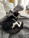 COCO - Offered by Owner - Female Tux