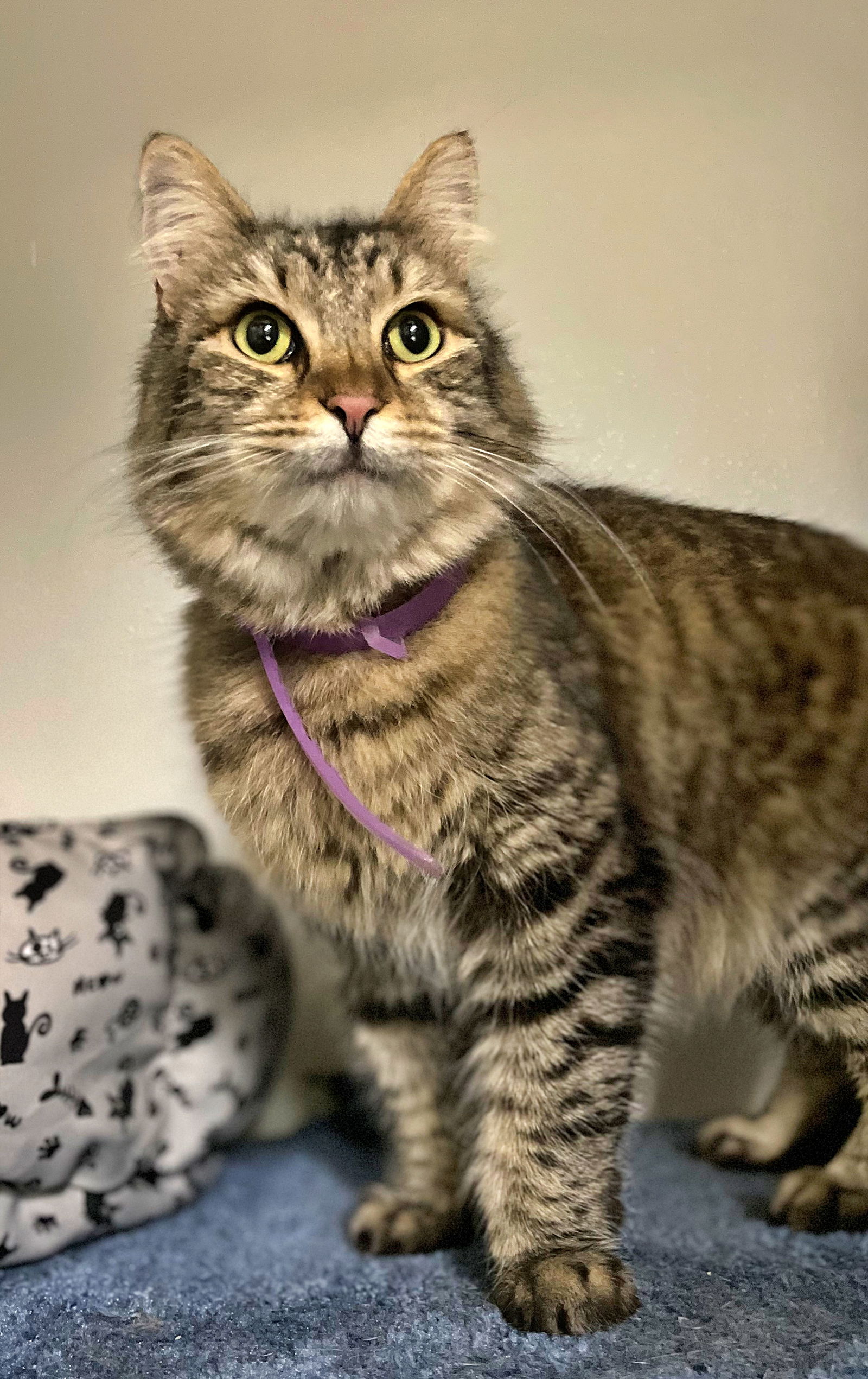 adoptable Cat in Hillsboro, OR named CLOVER - Offered by Owner - Friendly & Petite