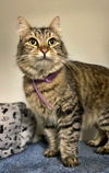 adoptable Cat in  named CLOVER - Offered by Owner - Friendly & Petite