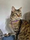 CLOVER - Offered by Owner - Young female
