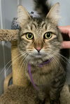 CLOVER - Offered by Owner - Young female