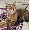 LOKI - Offered by Owner - Bengal kitten