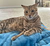 LOKI - Offered by Owner - Bengal kitten