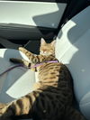 LOKI - Offered by Owner - Bengal kitten