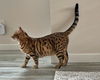 LOKI - Offered by Owner - Bengal kitten