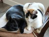 CLAWDIE & SPOOKY -Offered by Owner - Bonded Pair