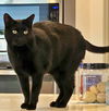 CLAWDIE & SPOOKY -Offered by Owner - Bonded Pair