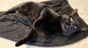 CLAWDIE & SPOOKY -Offered by Owner - Bonded Pair