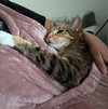 MISDEMEANOR - Offered by Owner