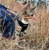 MISDEMEANOR - Offered by Owner