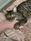 DINO - Offered by Owner - Young Polydactyl