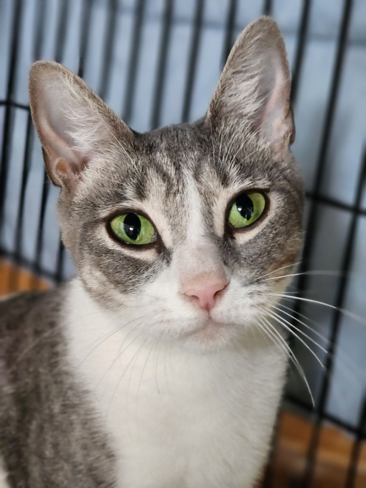 adoptable Cat in Hillsboro, OR named BEAUTIFUL BELLA - Young and Available