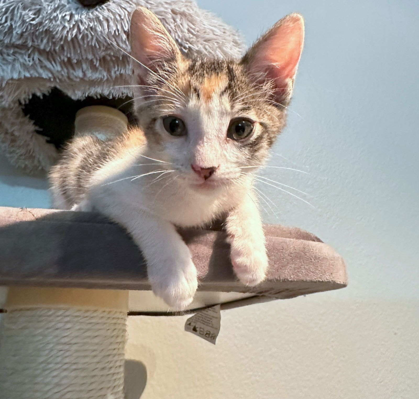 adoptable Cat in Hillsboro, OR named BAGEL - Bella's Girl Kitten