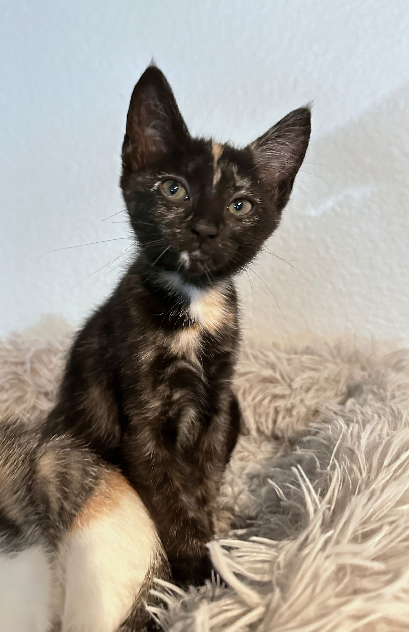 adoptable Cat in Hillsboro, OR named MARBLE - Bella's Baby Girl