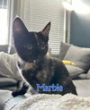 MARBLE - Bella's Baby Girl