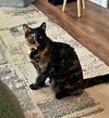 adoptable Cat in  named POPPY (2) - Offered by Owner