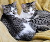 DEXTER & REX - Offered by Owner - Kittens