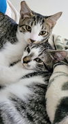 DEXTER & REX - Offered by Owner - Kittens