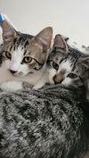 DEXTER & REX - Offered by Owner - Kittens