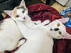 adoptable Cat in  named MIA & MILO - Offered by Owner - Young pair