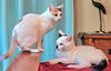 MIA & MILO - Offered by Owner - Young pair