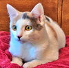 MIA & MILO - Offered by Owner - Young pair