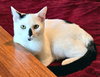 MIA & MILO - Offered by Owner - Young pair