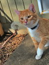 O'MALLEY - Offered by Owner- Young Male