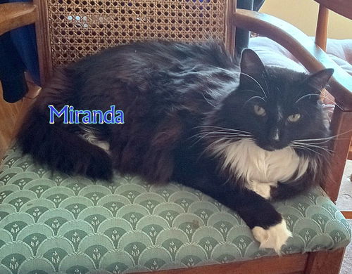 LIZZY & MIRANDA-Offered by Owner-Declawed Seniors