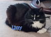 LIZZY & MIRANDA-Offered by Owner-Declawed Seniors