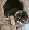 ANDY - Offered by Owner - Maine Coon mix