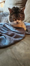 ANDY - Offered by Owner - Maine Coon mix