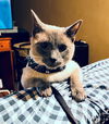 BLUE - Offered by Owner - Young Siamese Mix