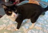 THOMAS -Offered by Owner -Playful in/out young guy