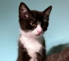 THOMAS -Offered by Owner -Playful in/out young guy