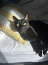 BINX - Offered by Owner - Family Cat